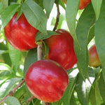 Nectarine Flavortop Flavortop Nectarine