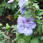 Hibiscus syriacus Blue Chiffon Notwoodthree PP20574 Blue Chiffon Rose of Sharon