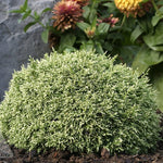 Chamaecyparis pisifera White Pygmy White Pygmy Sawara Cypress