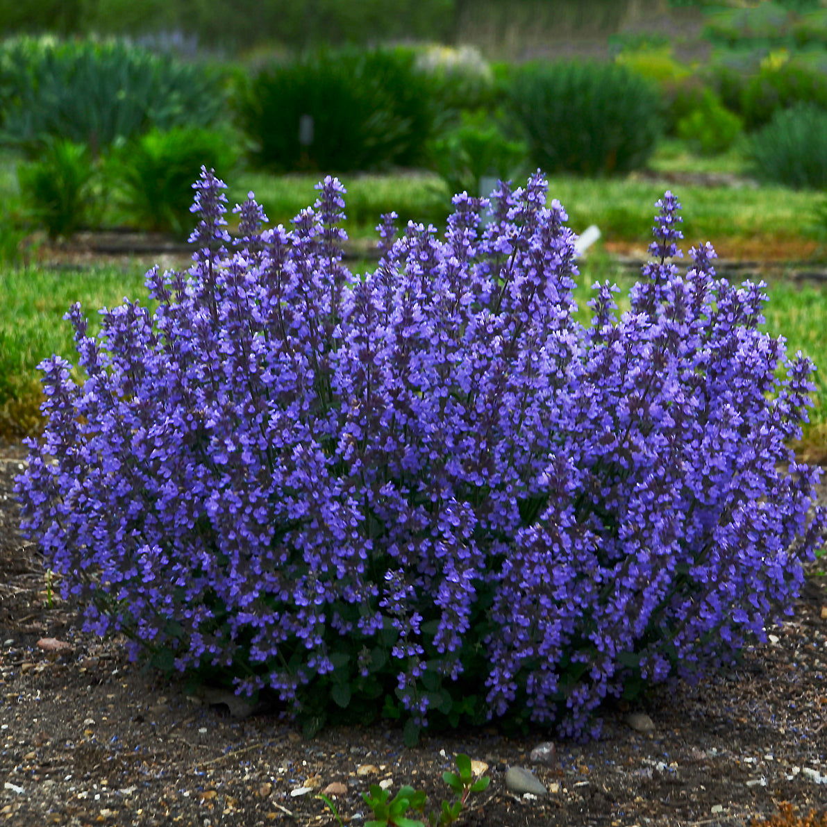 Nepeta faassenii Cat's Pajamas PP31127, CPBRAF Catmint