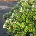 Abies koreana Wellenseind Dwarf Korean Fir