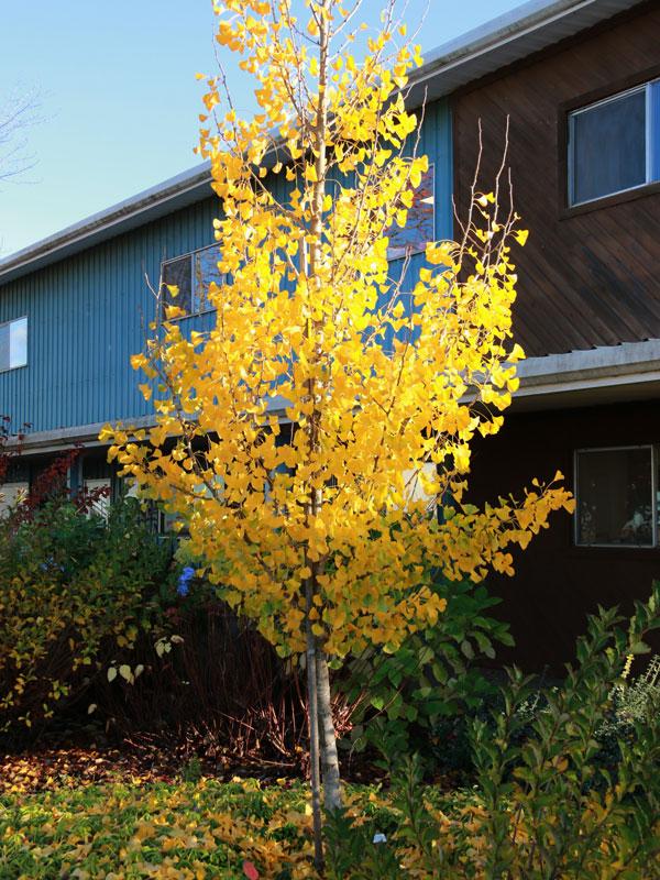 Ginkgo biloba Presidential Gold The President Presidential Gold Maidenhair Tree