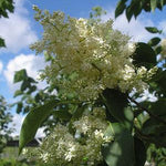 Syringa pekinensis Summer Charm DTR 124 Summer Charm Tree Lilac
