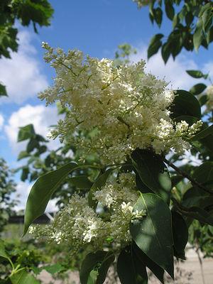 Syringa pekinensis Summer Charm DTR 124 Summer Charm Tree Lilac