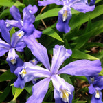 Iris cristata Crested Iris