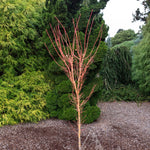 Acer palmatum Bihou Bihou Japanese Maple