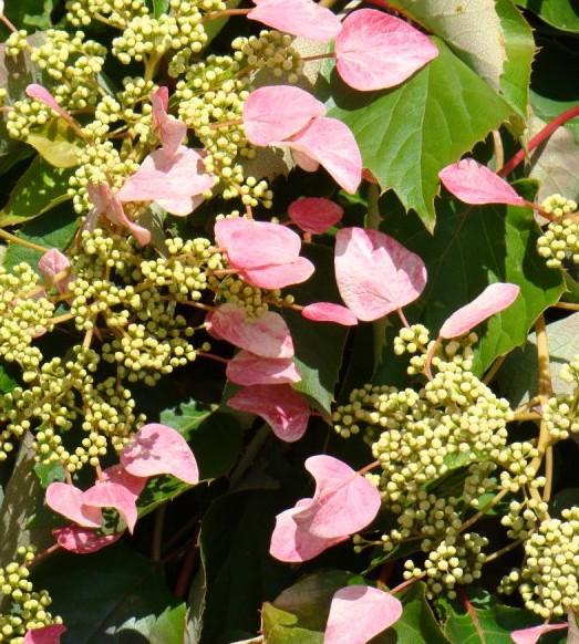 Pink Japanese Hydrangea – GardenTap