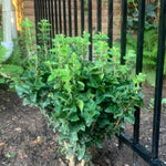 Hedera helix var. congesta Little Fantasy Little Fantasy English Ivy