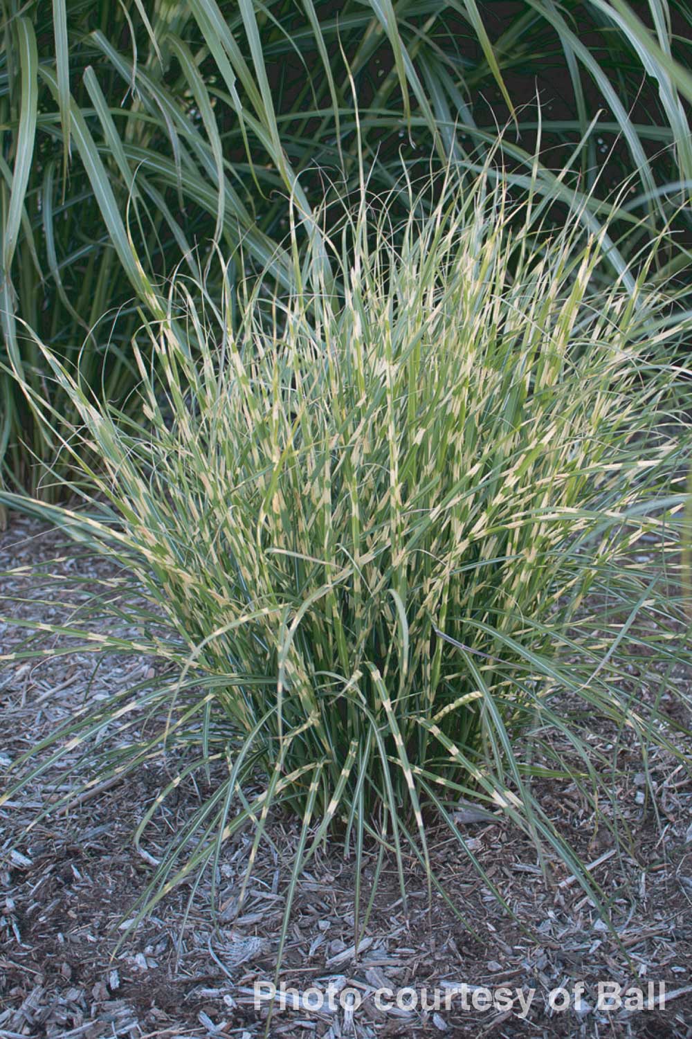 Miscanthus sinensis CP12511 Bandwidth TM CP12511 Bandwidth Maiden Grass