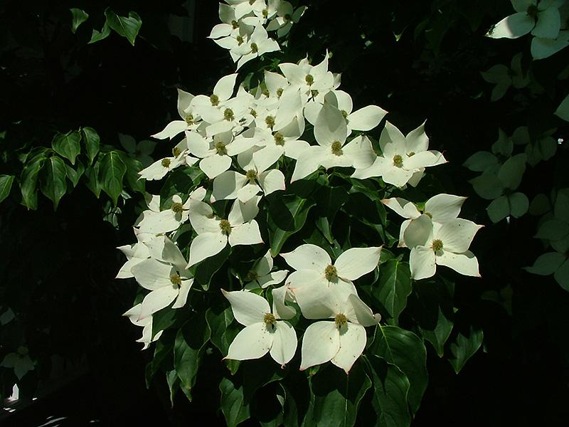 Cornus kousa Galilean Galzam Galilean Dogwood
