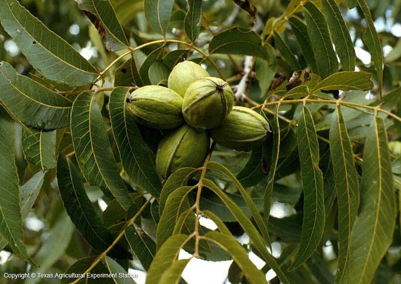 Carya illinoinensis Hardy Pecan
