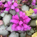 Lamium maculatum Beacon Silver Spotted Deadnettle