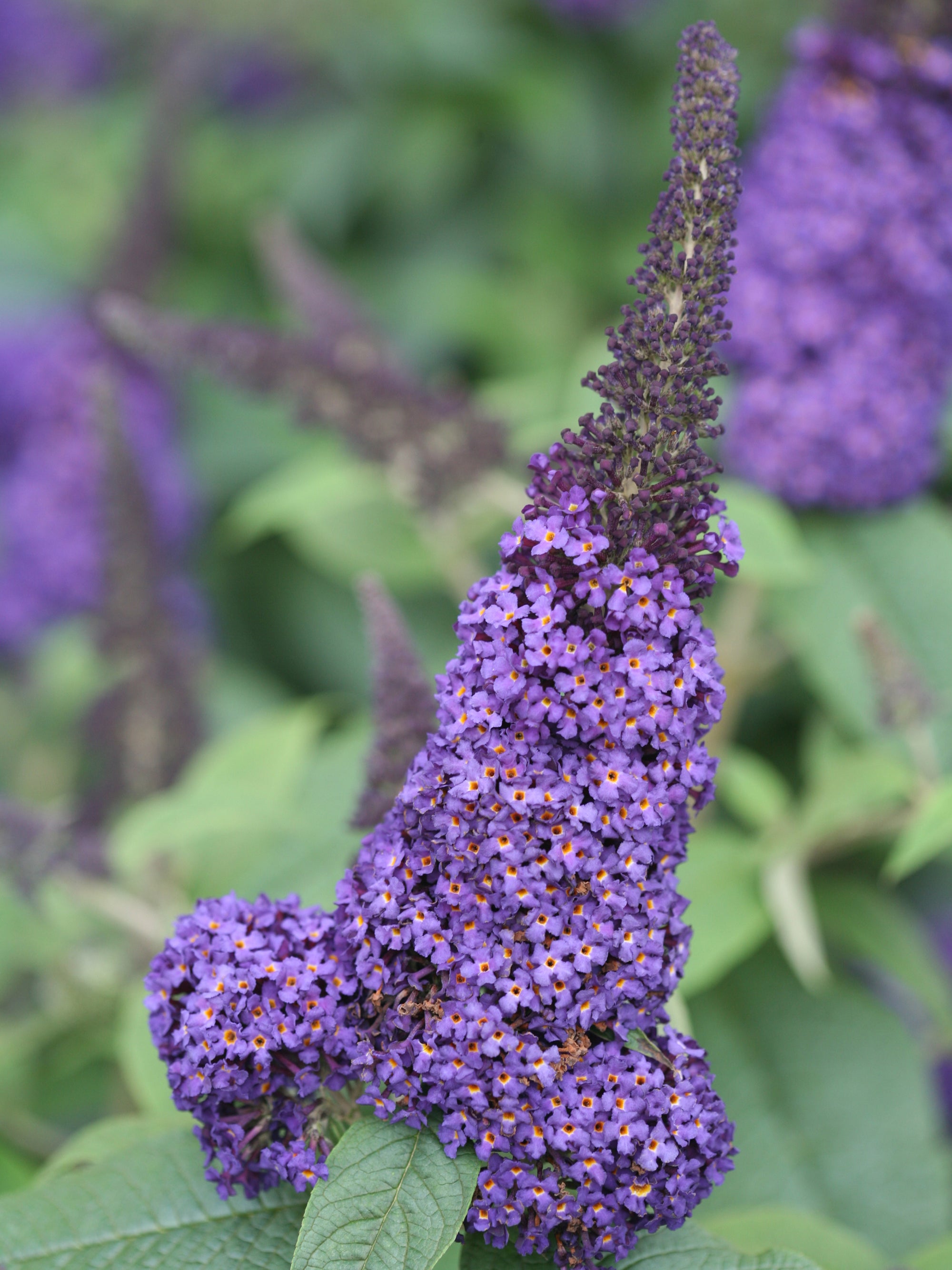 Buddleia x Pugster Blue SMNBDBT PP28794 Pugster Blue Butterfly Bush