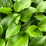 Hosta Shiny Sonata Plantain Lily