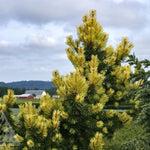 Pinus contorta Taylor's Sunburst Taylor's Sunburst Lodgepole Pine