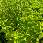 Mentha x villosa Mojito Mint