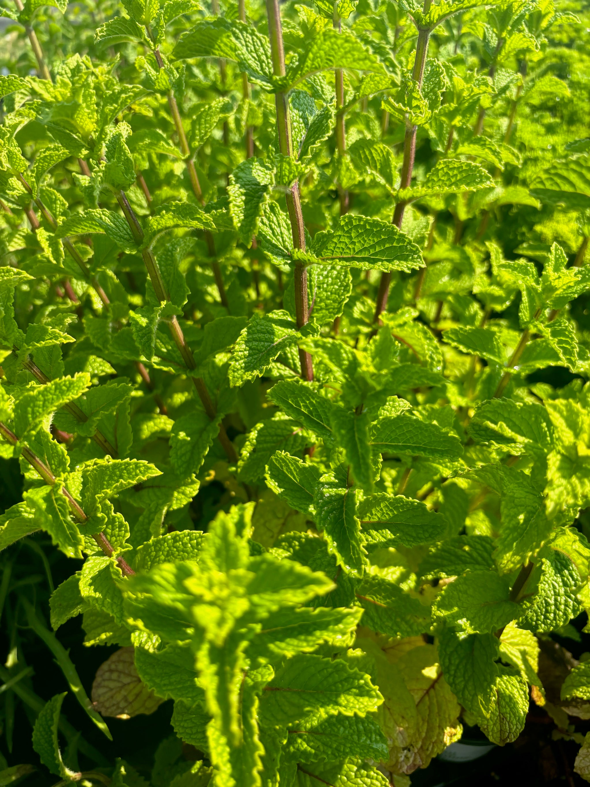 Mentha x villosa Mojito Mint