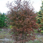 Acer palmatum Trompenburg Japanese Maple