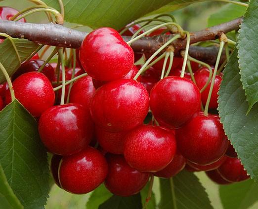 Cherry shrub Crimson Passion Crimson Passion Cherry