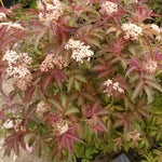 Sambucus nigra Serenade Serenade Elder