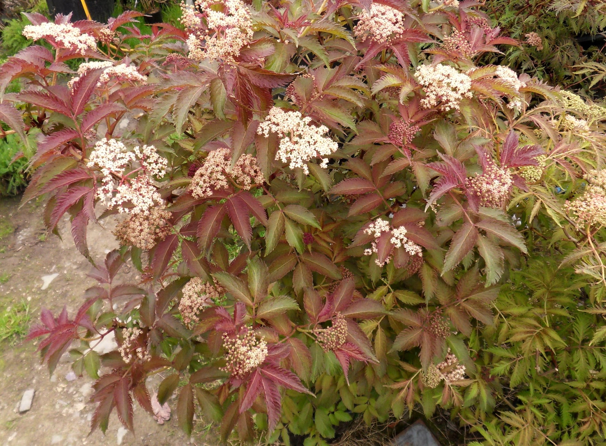 Sambucus nigra Serenade Serenade Elder