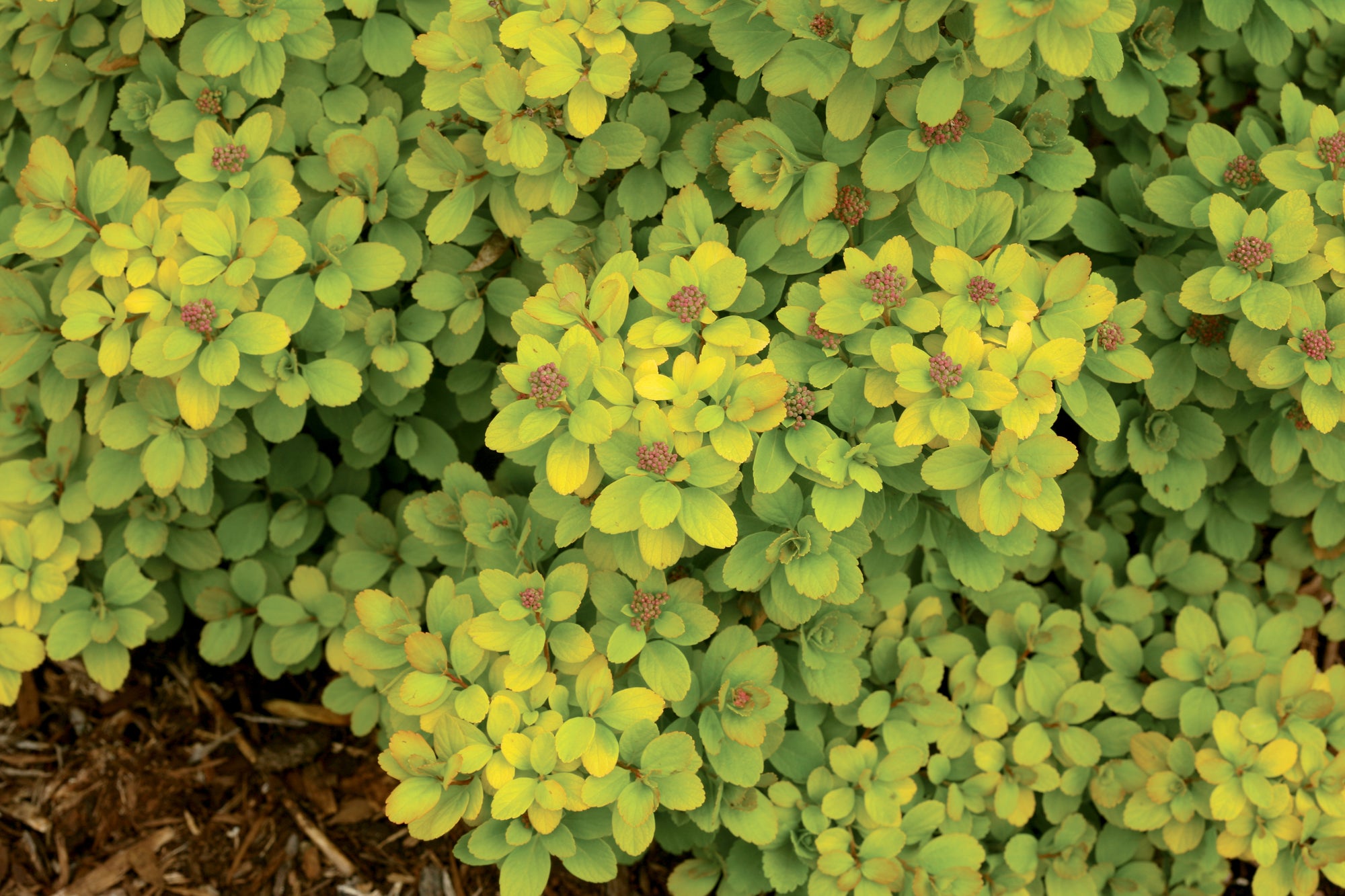 Spiraea betulifolia Glow Girl Tor Gold CBR 5121 Glow Girl Birchleaf Spirea