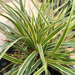 Carex morrowii EverColor Everglow PP30466 Everglow Sedge