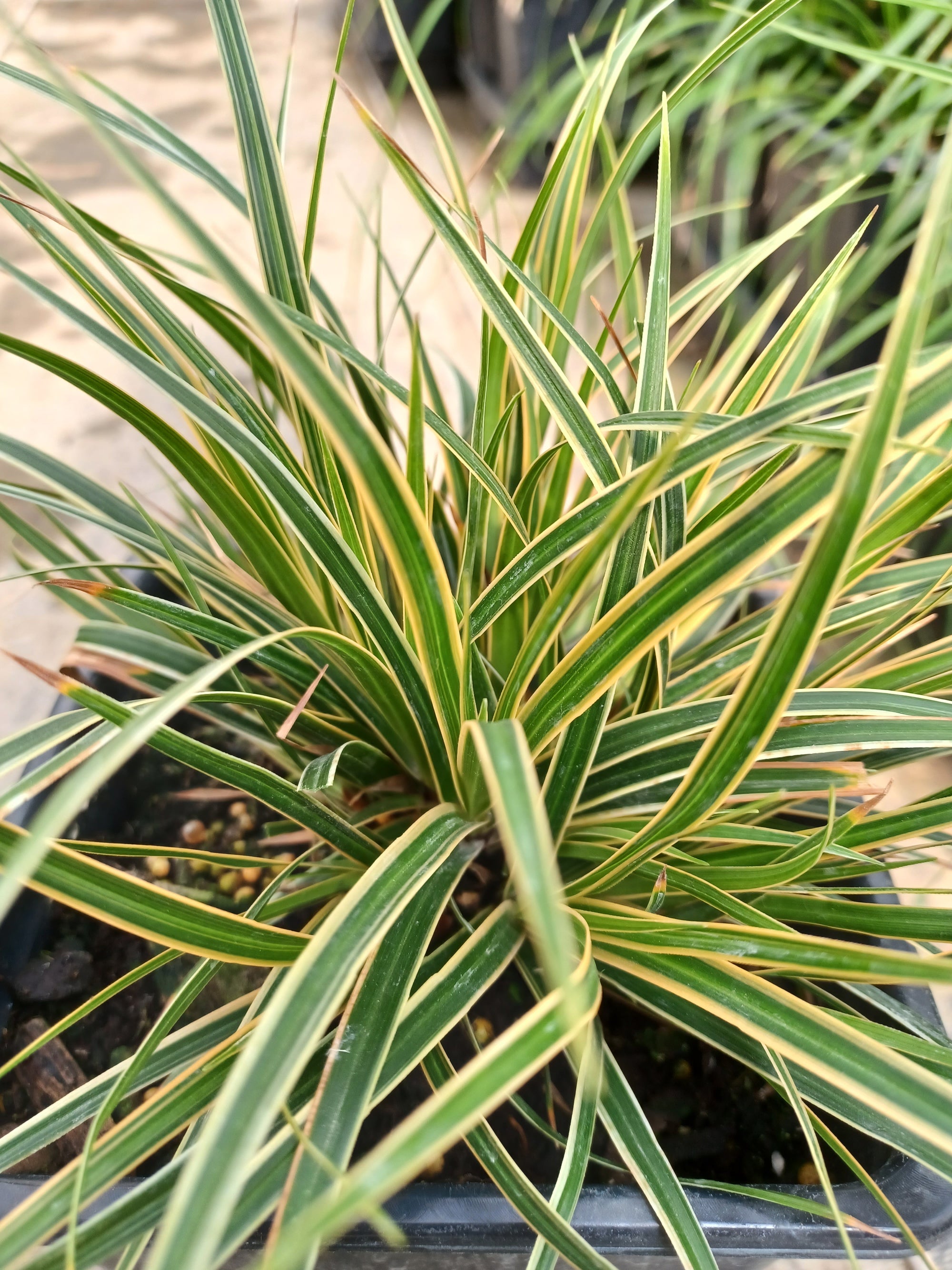 Carex morrowii EverColor Everglow PP30466 Everglow Sedge