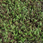 Leptinella squalida Platt's Black Black Brass Buttons