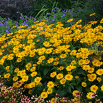 Heliopsis helianthoides Tuscan Sun PP187663 Tuscan Sunflower