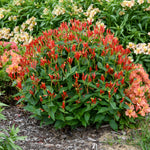 Spigelia marilandica Ragin Cajun Indian Pink