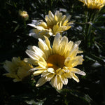 Leucanthemum x superbum Banana Cream PP23181, CPBR4203 Shasta Daisy