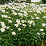 Leucanthemum x superbum Becky Shasta Daisy