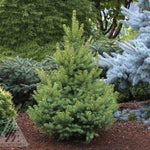 Picea glauca North Pole North Pole White Spruce