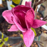 Magnolia x Genie Genie Magnolia