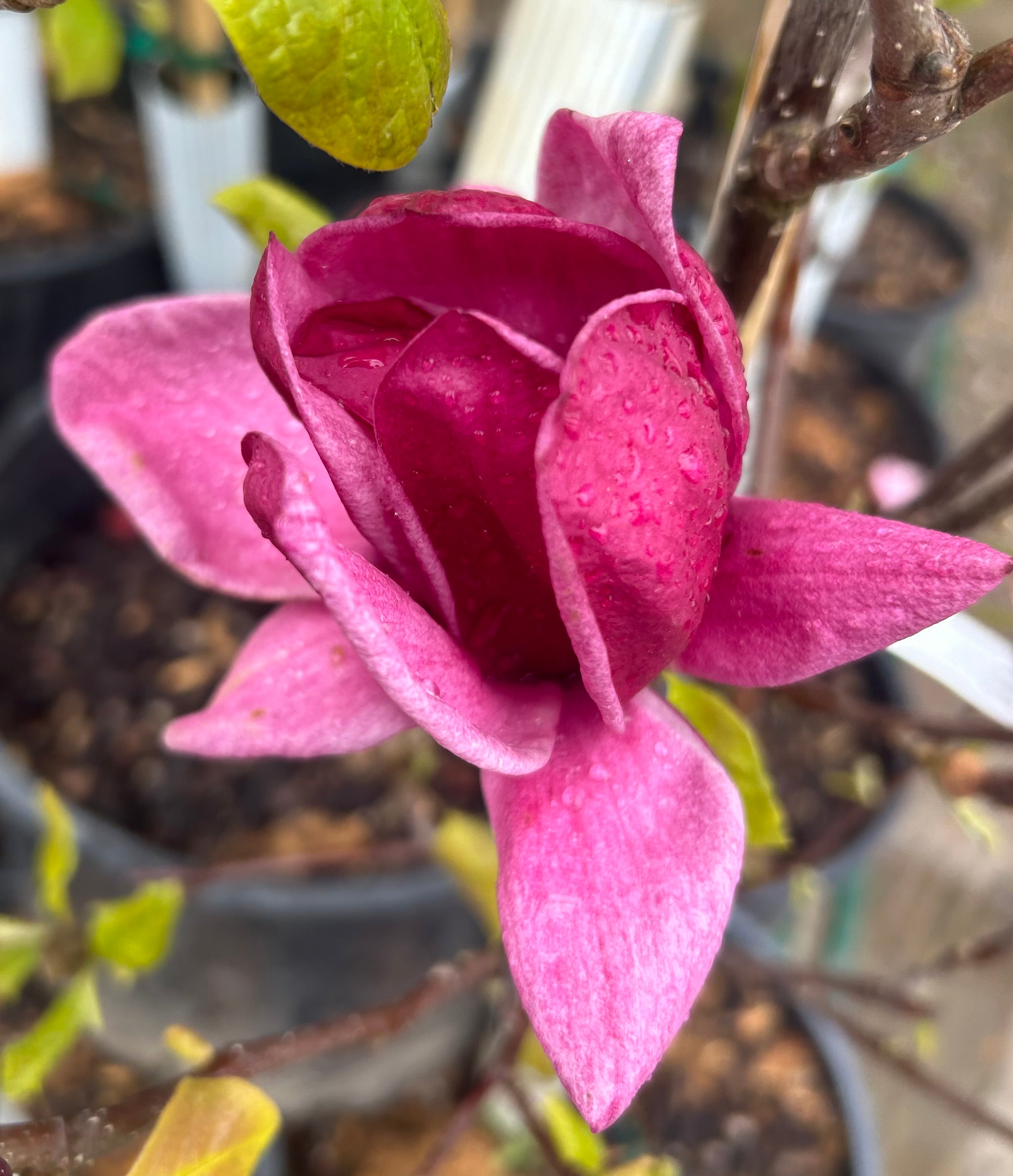 Magnolia x Genie Genie Magnolia