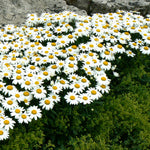 Leucanthemum x superbum Snowcap Shasta Daisy