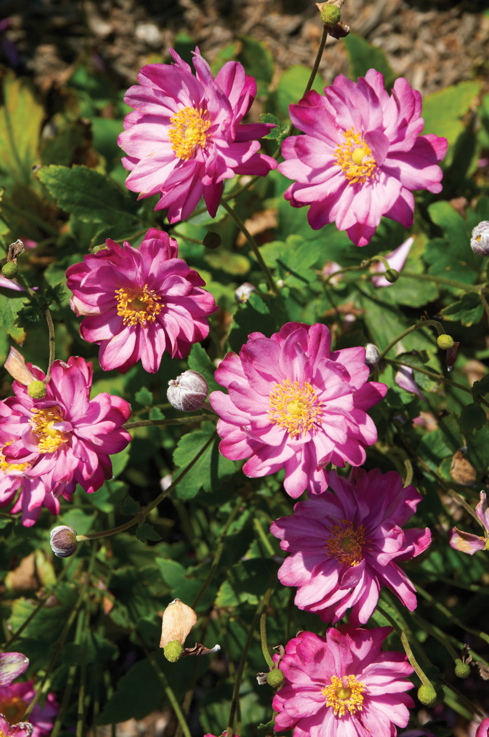 Anemone hupehensis Pretty Lady Julia PPAF, COPF Japanese Anemone