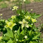 Anemone virginiana Tall Thimbleweed