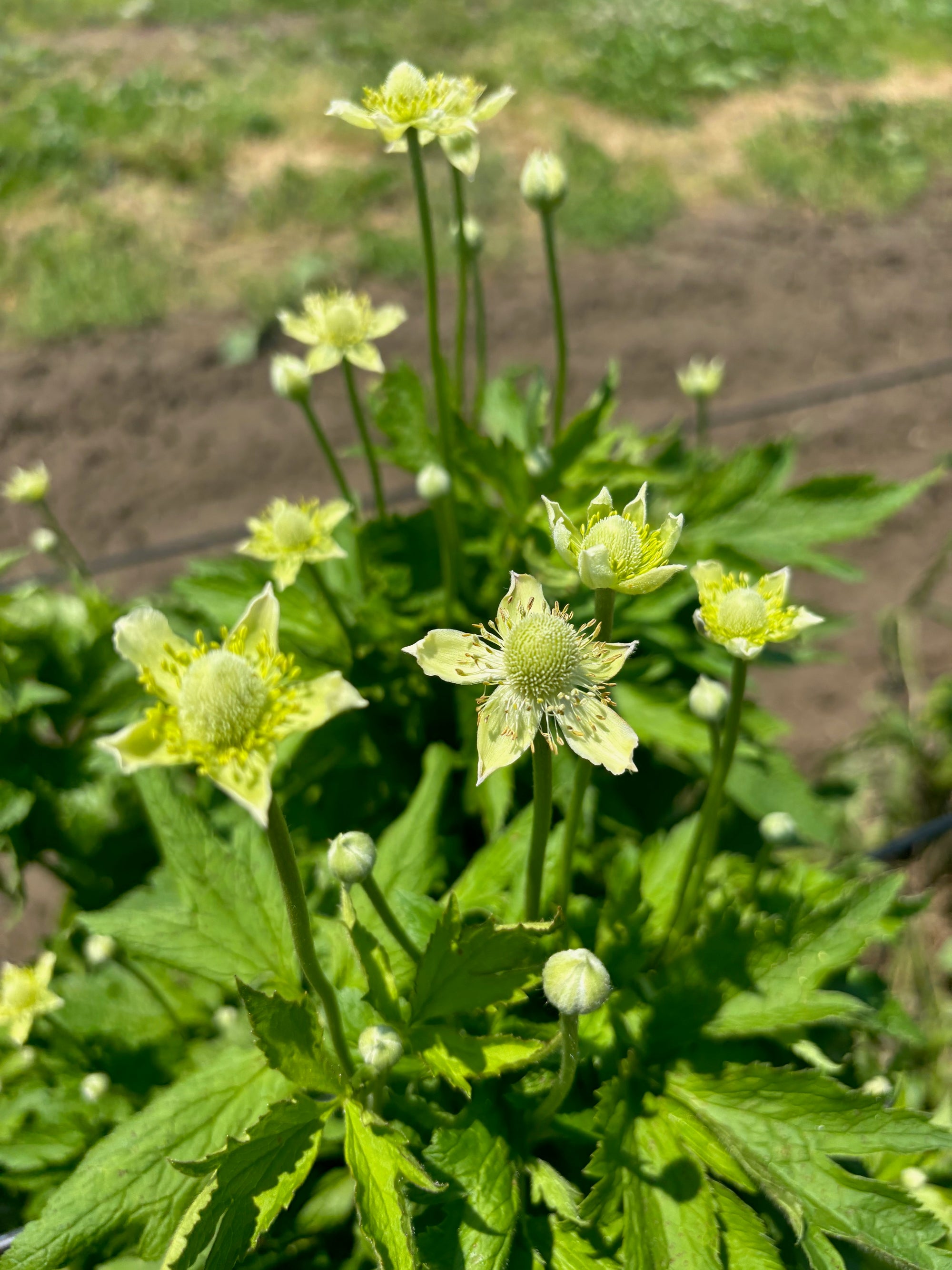 Anemone virginiana Tall Thimbleweed