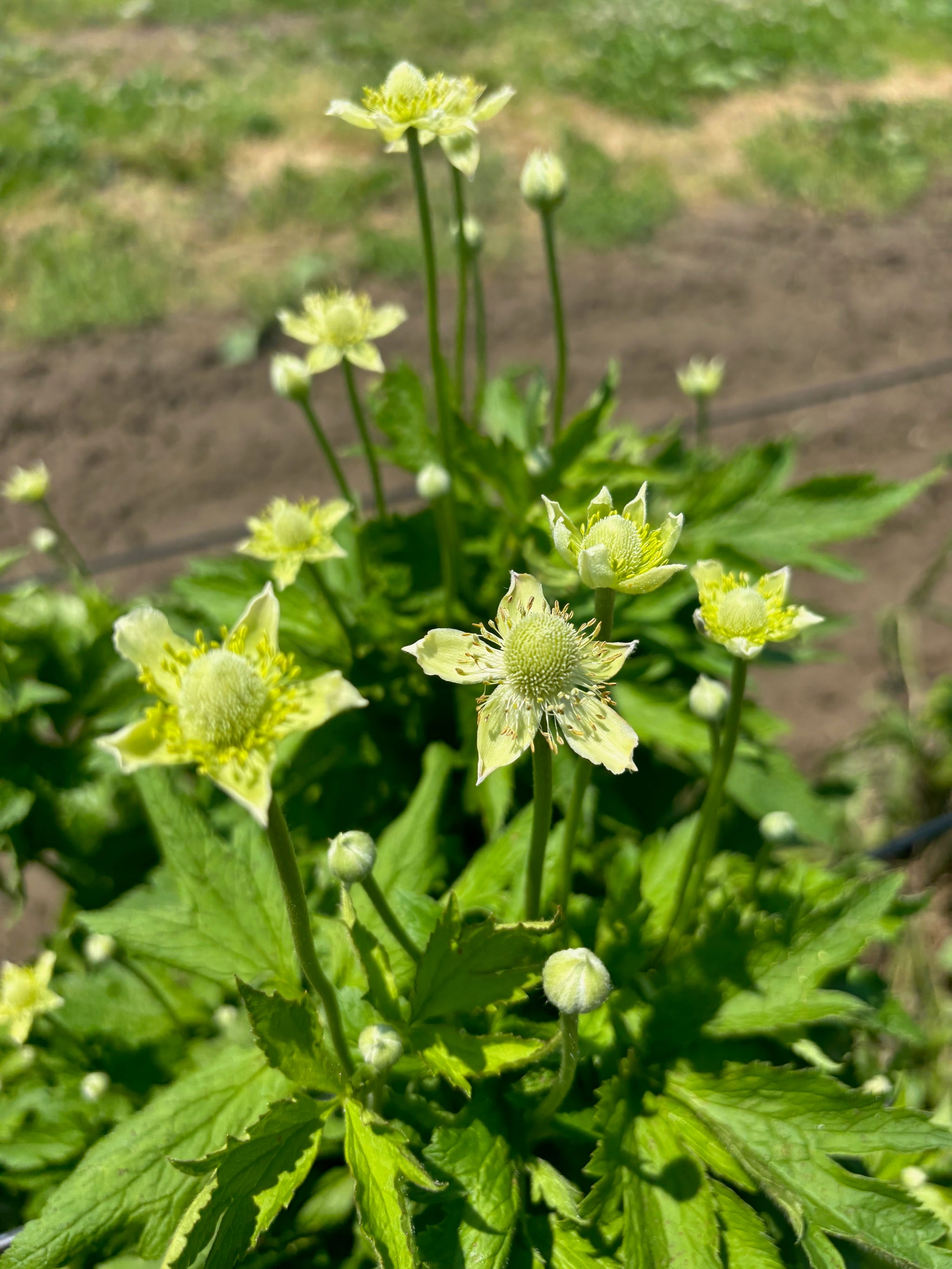 Anemone virginiana Tall Thimbleweed