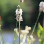 Dalea candida White Prairie Clover