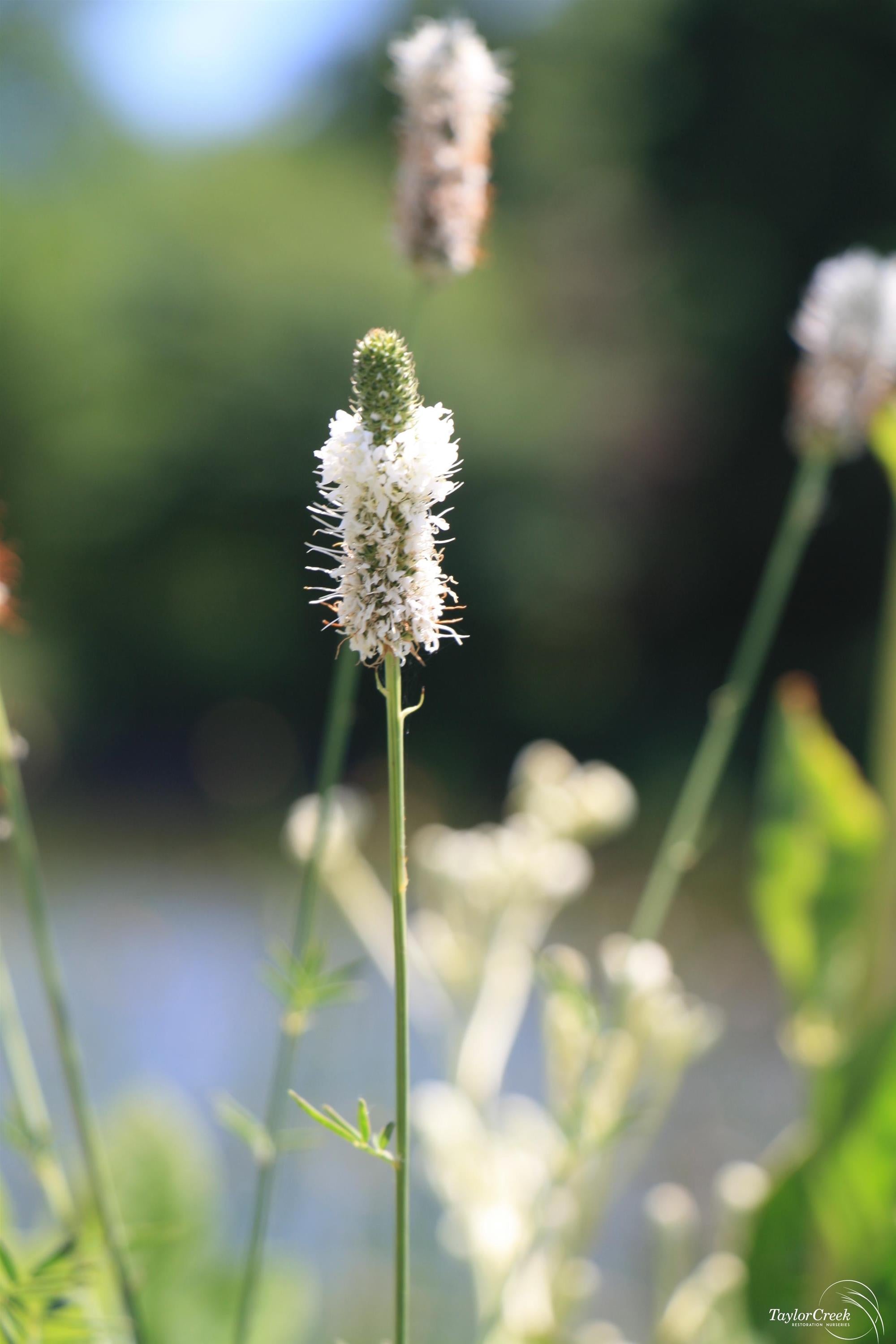 Dalea candida White Prairie Clover