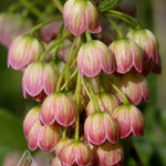 Enkianthus campanulatus Jan Iseli Pink Redvein Enkianthus