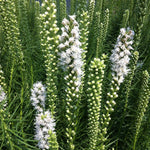 Liatris spicata Floristan White Floristan Weiss Floristan White Blazing Star