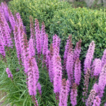 Liatris spicata Kobold Blazing Star