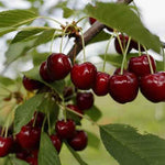 Cherry Black Gold Black Gold Cherry