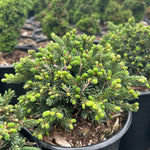 Picea glauca Echiniformis Hedgehog White Spruce