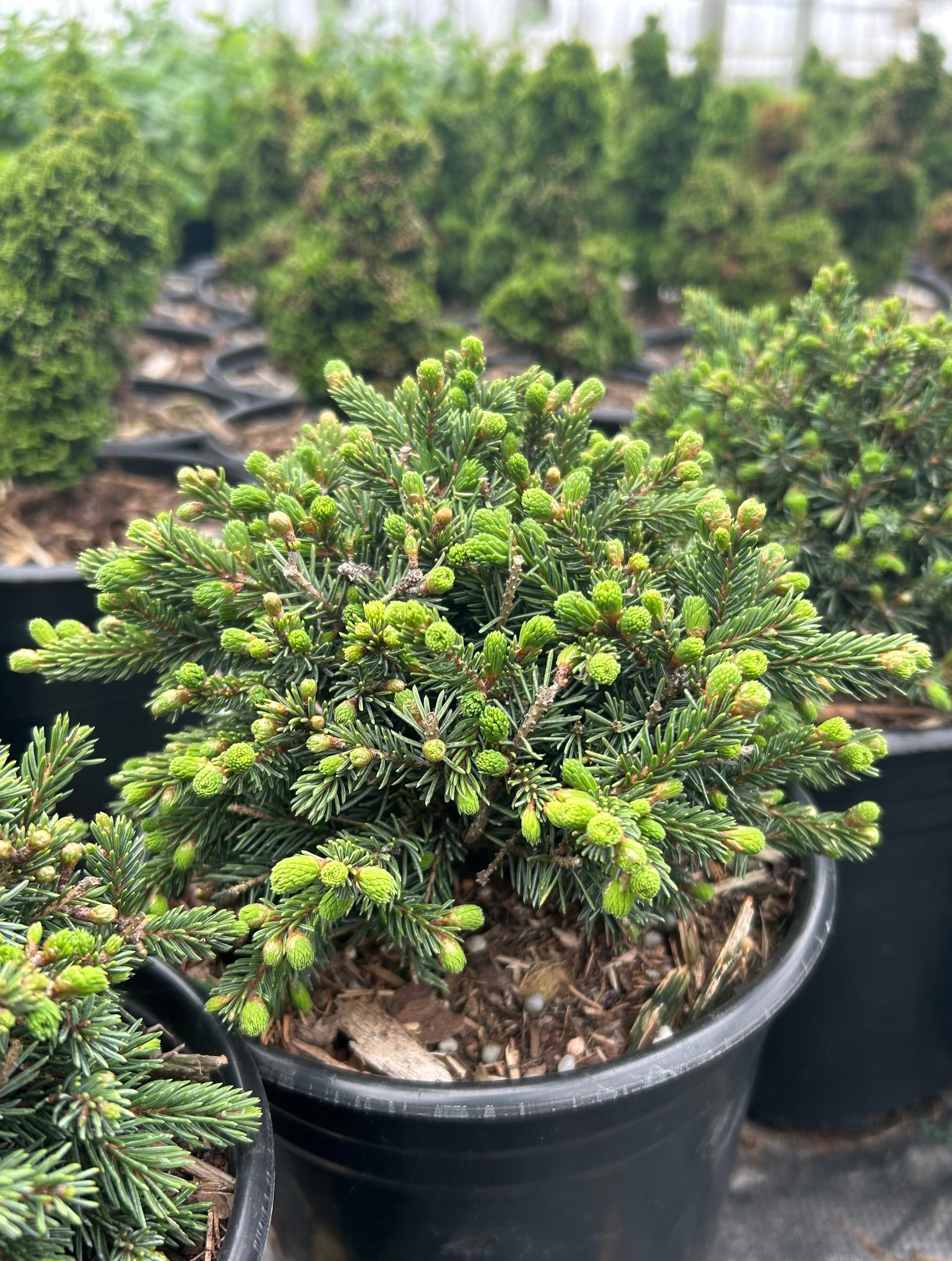 Picea glauca Echiniformis Hedgehog White Spruce