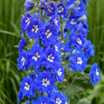 Delphinium elatum Cobalt Dreams Hybrid Bee Delphinium